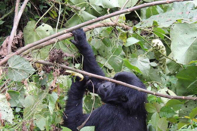 10 Day Gorilla Chimps and Big 5 Safari - Kibale and Bigodi Wetland Sanctuary: monkeys, birds, and community time