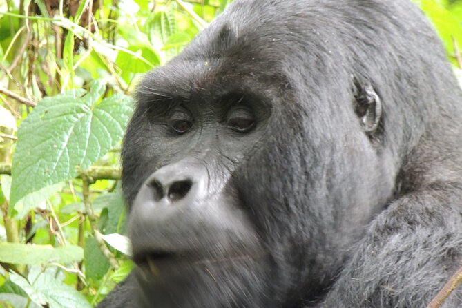 10 Day Gorilla Chimps and Big 5 Safari - Lake Bunyonyi: swim, canoe, and a gentler pace after the trekking days
