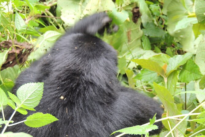 10 Day Gorilla Chimps and Big 5 Safari - Price and value for a $3,500 per person safari package