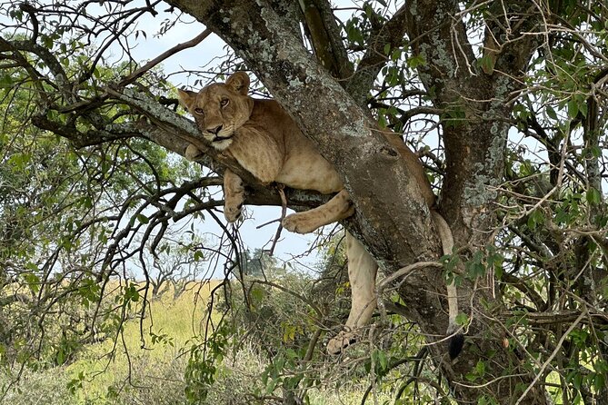 10 Day Uganda Memorable Lifetime Gorilla and Chimpanzee Safari - Day 1 Entebbe arrival, then Kampala briefing and an early start