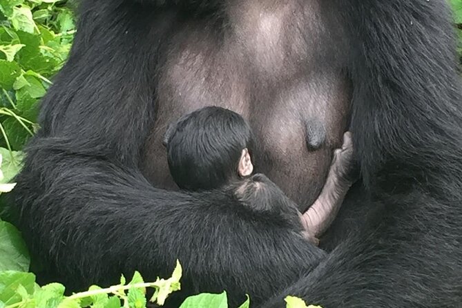 10 Day Uganda Memorable Lifetime Gorilla and Chimpanzee Safari - Day 5 Bigodi Wetlands swamp walk, then Queen Elizabeth crater-lake evenings