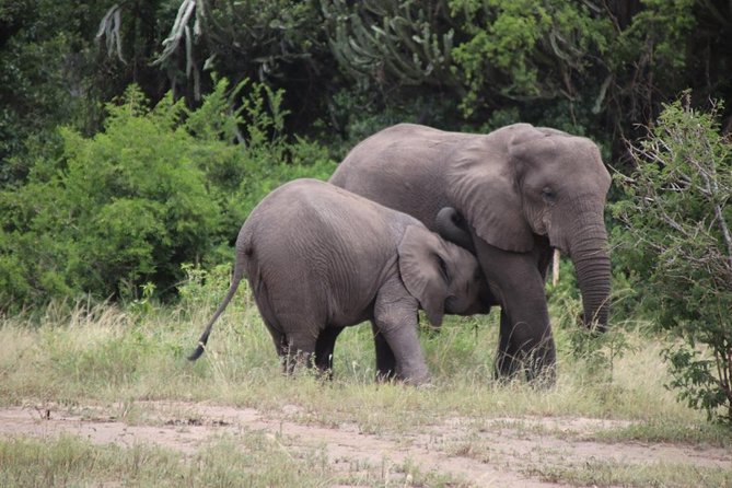 10 Day Western Uganda Budget Wildlife Safari - Days 1 to 3: Ziwa rhinos, Murchison Falls, and Kibale monkey world