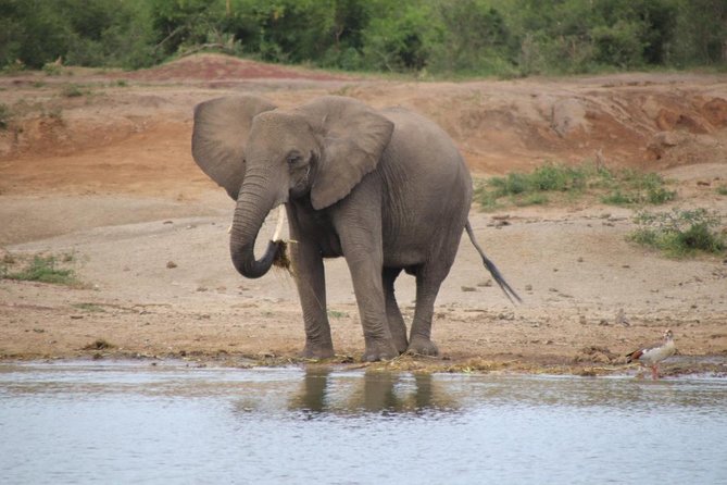 10 Day Western Uganda Budget Wildlife Safari - Bwindi gorillas and Mgahinga golden monkeys