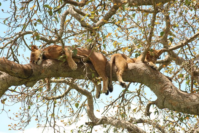 10 Day Western Uganda Budget Wildlife Safari - Comfort, fitness, and the guide-driver effect