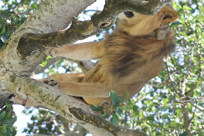 10-Day Wildlife Big 5, Murchison Falls and Gorilla Safari - Why this Uganda Big 5 and primate circuit makes sense