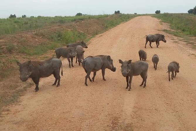 10-Day Wildlife Big 5, Murchison Falls and Gorilla Safari - Days 2 and 3 at Murchison Falls: Nile power, Big 5 energy, and early drives
