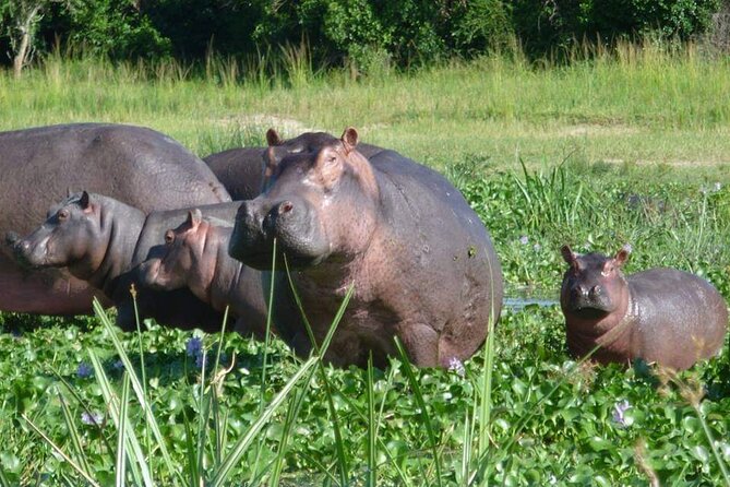 10-Day Wildlife Big 5, Murchison Falls and Gorilla Safari - Day 5: Kibale chimp trekking, then Queen Elizabeth for lions and elephants