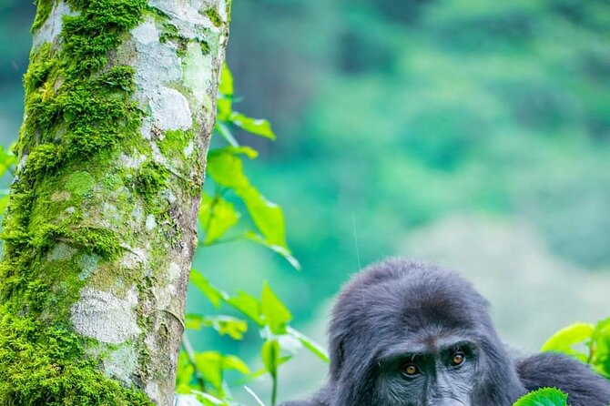 10-Day Wildlife Big 5, Murchison Falls and Gorilla Safari - Day 6 in Queen Elizabeth: Kasenyi plains game drive plus Kazinga Channel boat wildlife