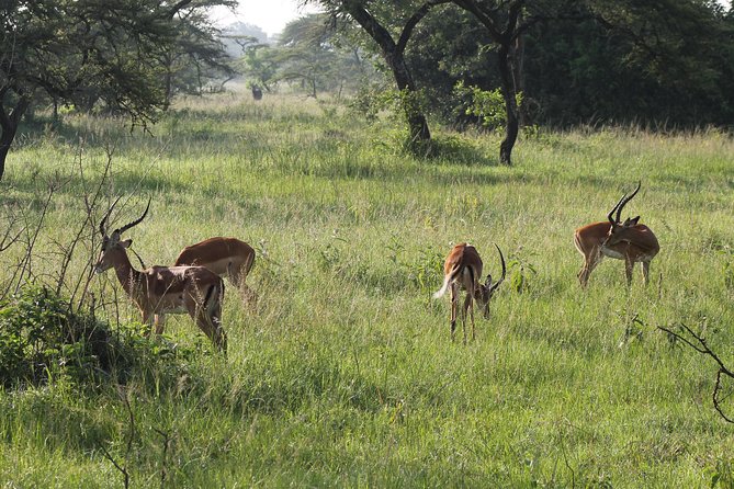 10-Day Wildlife Big 5, Murchison Falls and Gorilla Safari - Day 7: Ishasha tree-climbing lions and the drive into Bwindi