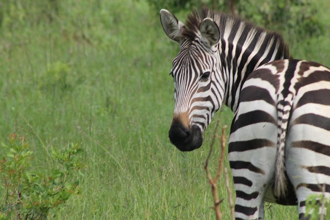10-Day Wildlife Big 5, Murchison Falls and Gorilla Safari - Day 1 in Entebbe: a gentle landing plus Botanical Garden time