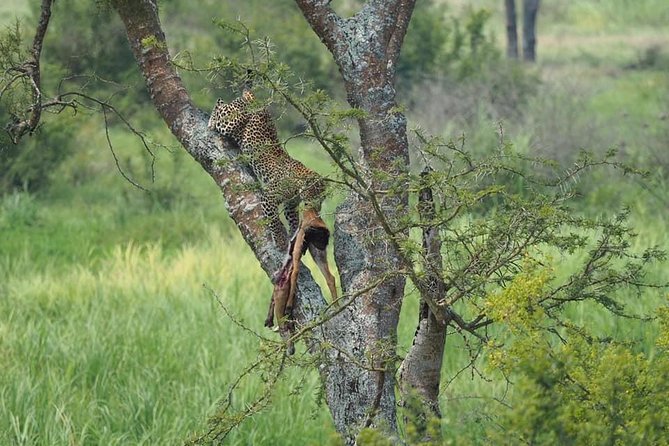 10 Days Affordable Gorilla Trekking Holiday - Why this Uganda primate route makes sense