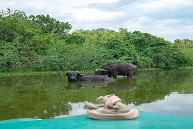 10 Days Affordable Gorilla Trekking Holiday - Kibale Forest chimp trekking and Bigodi community time
