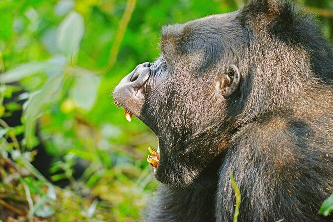 10 Days Affordable Gorilla Trekking Holiday - Ishasha tree-climbing lions to Bwindi’s gorilla zone