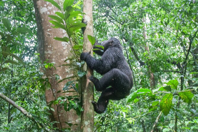 10 Days Affordable Gorilla Trekking Holiday - Bwindi gorilla trek: the one-hour meeting plan