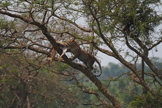 10 Days Affordable Gorilla Trekking Holiday - Mgahinga golden monkeys, bamboo forest walking, and lake time