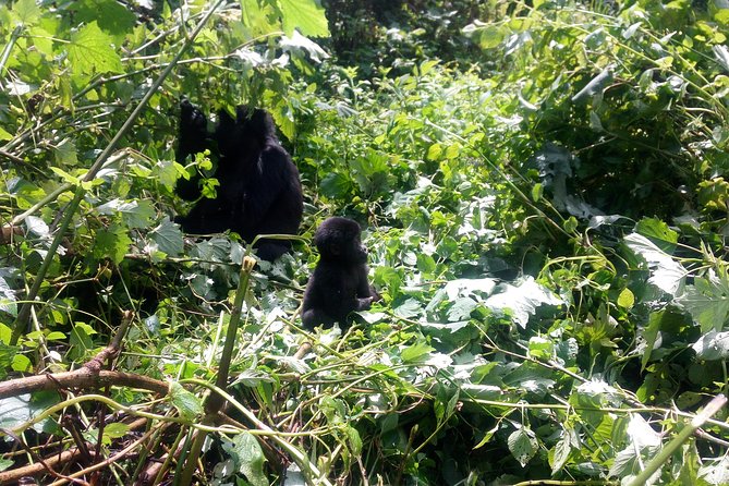 10 Days Uganda Gorilla & Chimpanzee Trekking Safari - Key highlights to notice before you go