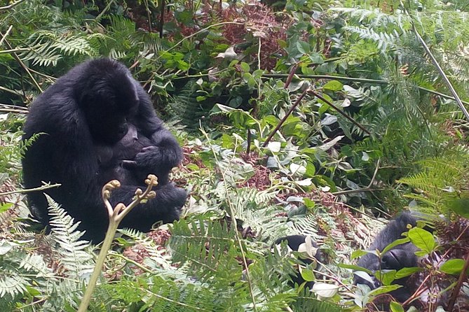 10 Days Uganda Gorilla & Chimpanzee Trekking Safari - Start In Entebbe, Then Ziwa Rhinos And The Luwero Triangle