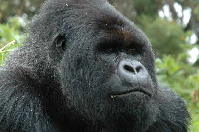 10 Days Uganda Gorilla & Chimpanzee Trekking Safari - Caves And Mabereeganyinamwiru, Then Queen Elizabeth And The Kazinga Channel