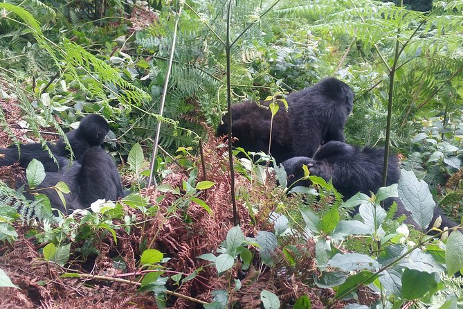 10 Days Uganda Gorilla & Chimpanzee Trekking Safari - Ishasha Tree-Climbing Lions Into Bwindi Gorilla Days