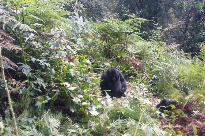 10 Days Uganda Gorilla & Chimpanzee Trekking Safari - The Bwindi Gorilla Trek: Briefing, Tracking, Then One Hour With Mountain Gorillas
