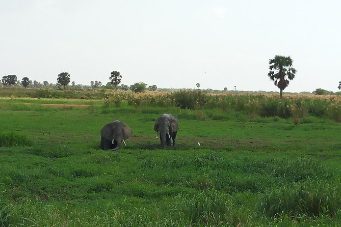 10 Days Uganda Gorilla & Chimpanzee Trekking Safari - Murchison Falls: Game Drive Routes And A Boat Ride To The Bottom