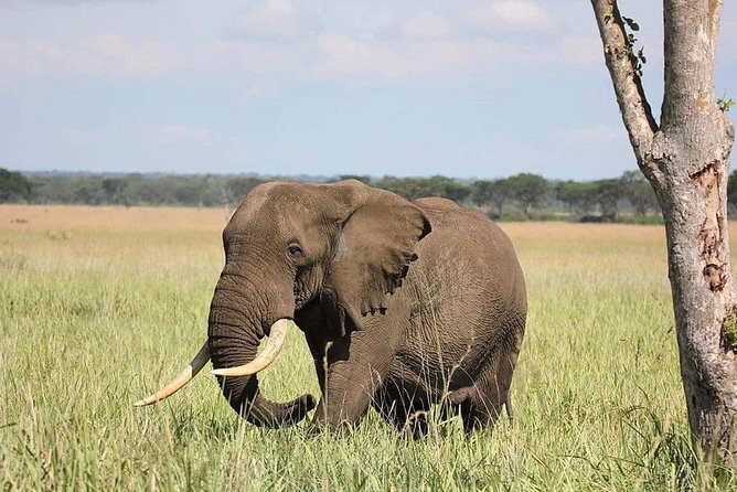 10 Days Uganda Gorilla, Chimpanzee & Wildlife Safari - Murchison Falls: morning game drive, afternoon boat cruise