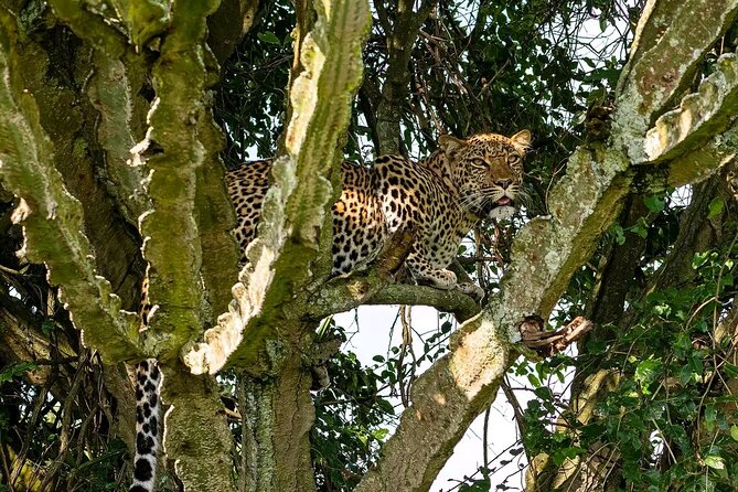 10-Days Uganda Gorillas and Chimpanzee Wildlife Discovery - Murchison Falls National Park and Pakuba Safari Lodge: Nile wildlife plus a waterfall finale