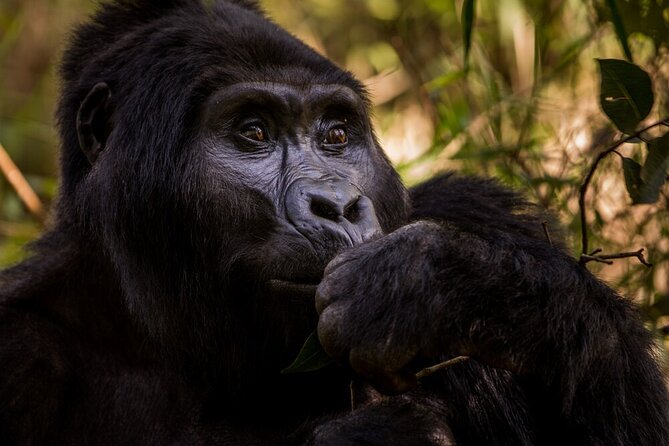 10-Days Uganda Gorillas and Chimpanzee Wildlife Discovery - Kibale Forest National Park: chimp tracking, swamp walk, and the option of habituation