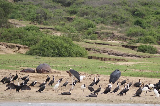 10-Days Uganda Gorillas and Chimpanzee Wildlife Discovery - Queen Elizabeth National Park: sunrise drives, Kazinga Channel hippo action, and the big skies