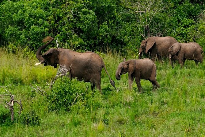 10-Days Uganda Gorillas and Chimpanzee Wildlife Discovery - Lake Mutanda: a reset day with Virunga mountain views before Bwindi