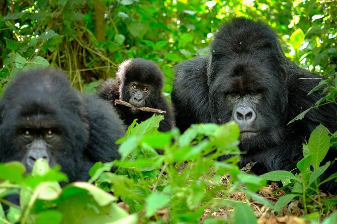 10-Days Uganda Gorillas and Chimpanzee Wildlife Discovery - Price and value: does $4,800 make sense for what’s included?