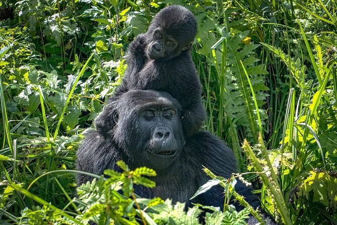 10-Days Uganda Gorillas and Chimpanzee Wildlife Discovery - Entebbe and Kampala transfer, plus Via Via Guest House comfort