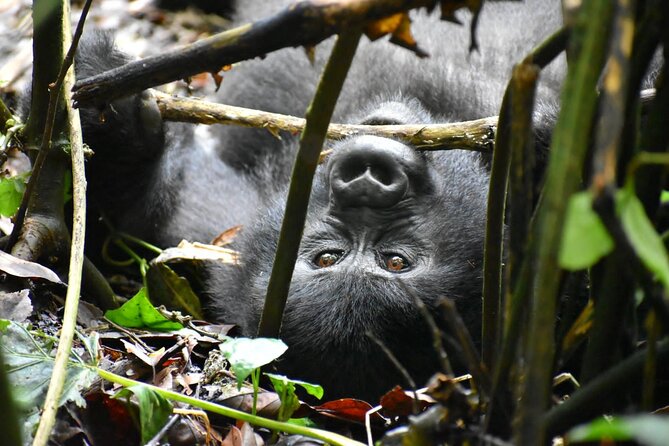 10 Days Uganda Safari with Gorillas - Starting in Entebbe, Then Settling Into a Real Safari Rhythm