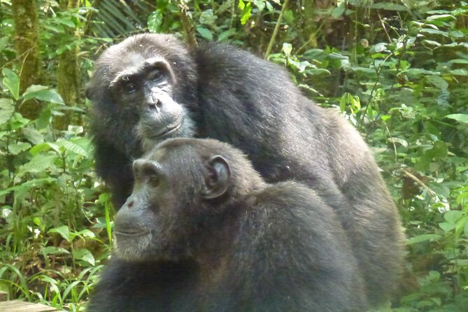 10 Days Uganda Safari with Gorillas - Day 3: Savannah Game Drive, Big Wildlife Odds, and Birdwatching That’s Not an Afterthought