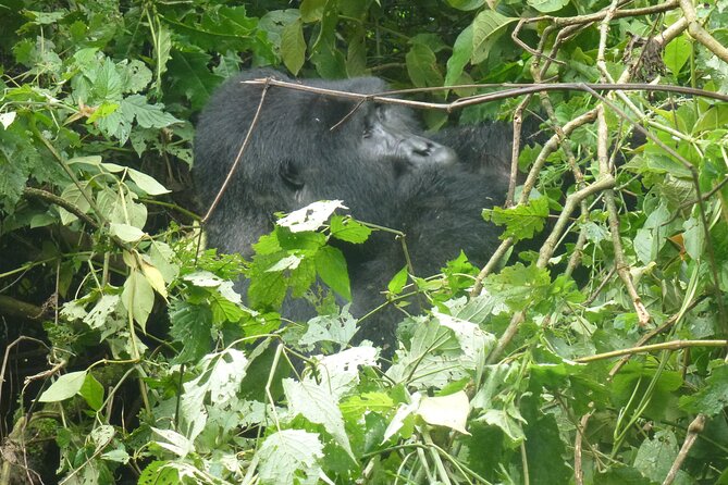 10 Days Uganda Safari with Gorillas - Day 4: Early Game Drive for Hyenas, Then Bigodi Swamp at Dusk