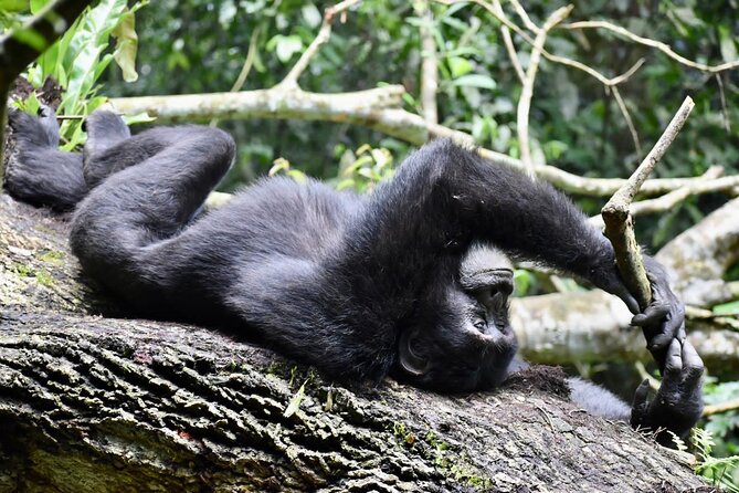 10 Days Uganda Safari with Gorillas - Day 5: Kibale Forest Chimp Trek Briefing, Then Into Queen Elizabeth National Park