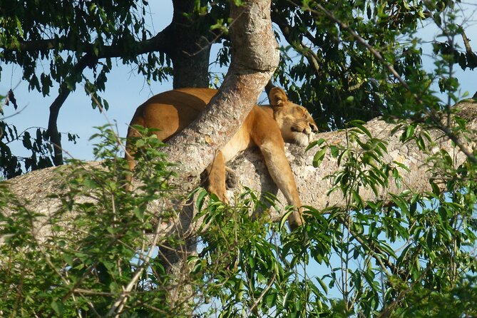 10 Days Uganda Safari with Gorillas - Day 6: Queen Elizabeth Safari Drive, Kazinga Channel Hippos, and Ishasha Tree-Climbing Lions