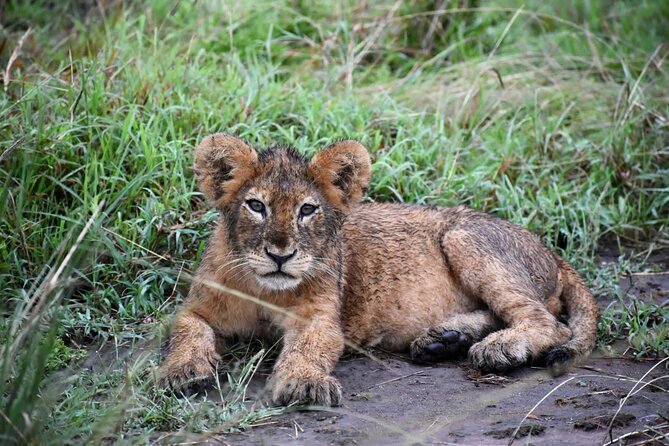 10 Days Uganda Safari with Gorillas - Day 7: Ishasha Lions to the Kigezi Highlands, Then Into Bwindi
