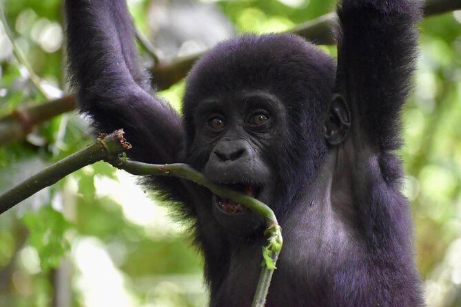10 Days Uganda Safari with Gorillas - Day 1 in Kampala: Your Guide, Your Briefing, and a Quick Reset