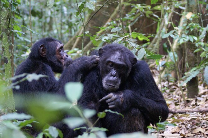 11 Days Uganda +Gorillas - Your 11 Days in Uganda: What Each Park Gives You