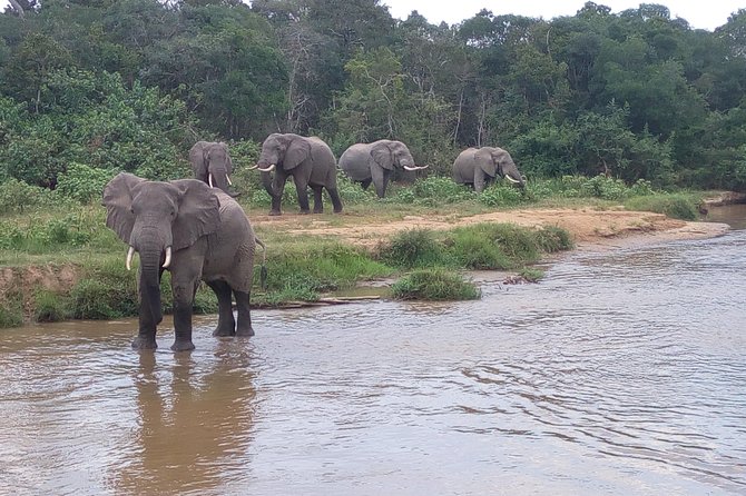 11 Days Uganda +Gorillas - Animal Safari Days: What You’re Really Chasing