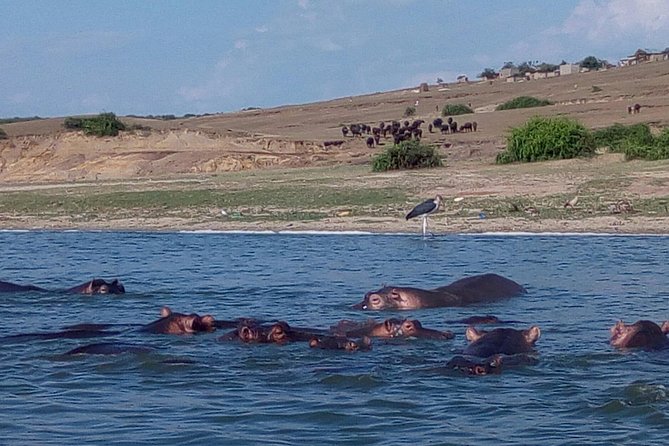 11 Days Uganda +Gorillas - Price and Value: $4,500 Per Person, and What That Covers