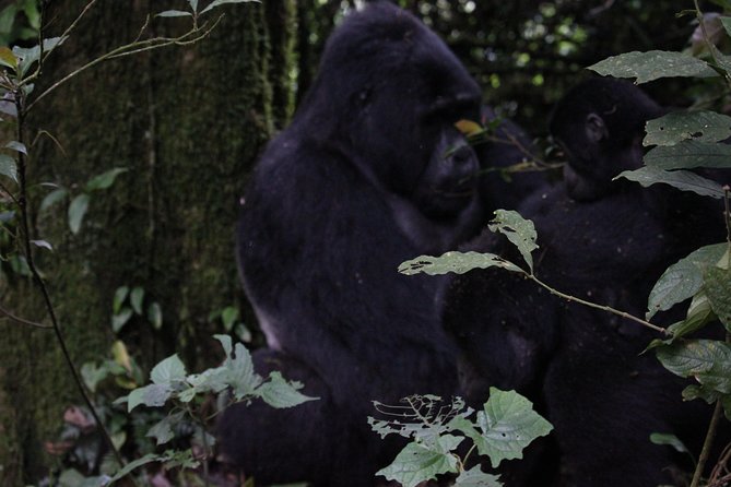 11 Days Uganda +Gorillas - Safety, Communication, and the Bosco and Vincent Advantage