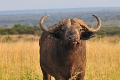 12-Day Big 5, Chimp & Gorilla Trekking Safari