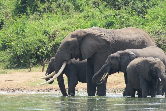 12-Day Moderately Priced Pearl of Africa - Uganda Private Safari - Ziwa Rhino Sanctuary, close enough to respect them