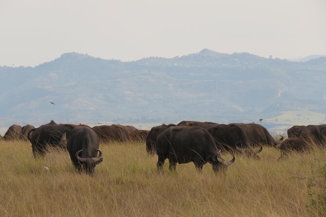 12-Day Moderately Priced Pearl of Africa - Uganda Private Safari - Murchison Falls, the falls plus a Nile safari from the water