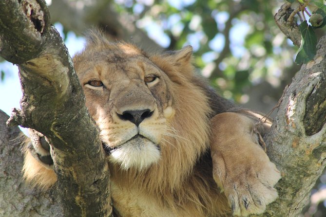 12-Day Pearl of Africa Wildlife and Adventure Highlights - Key Highlights You’ll Actually Feel on This Safari