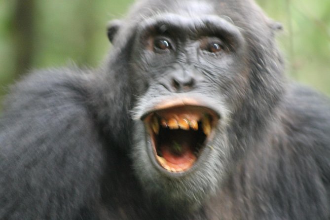 12-Day Pearl of Africa Wildlife and Adventure Highlights - Day 3 in Mgahinga to Lake Bunyonyi: Golden Monkey Tracking, Then Lake Quiet