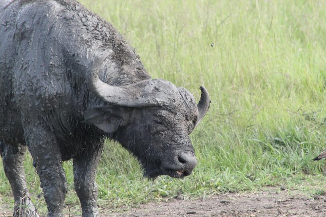 12-Day Pearl of Africa Wildlife and Adventure Highlights - Day 4 Lake Bunyonyi Canoe Ride to Bwindi: 29 Islands and Terraced Hills