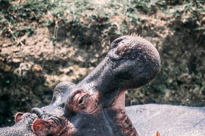 12-Day Pearl of Africa Wildlife and Adventure Highlights - Day 5 Bwindi Gorilla Trekking: The Day You Plan Everything Around